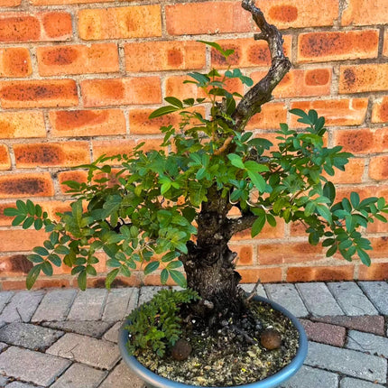 Nasiona Brazylijskiego Drzewa Pieprzowego (Schinus terebinthifolia)