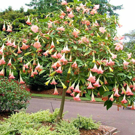 Nasiona Brugmansji Wonnej (Brugmansia suaveolens)