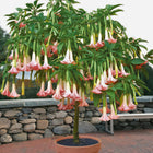 Nasiona Brugmansji Wonnej (Brugmansia suaveolens)