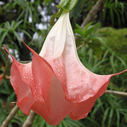 Nasiona Brugmansji Wonnej (Brugmansia suaveolens)