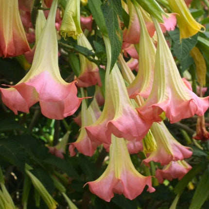 Nasiona Brugmansji Wonnej (Brugmansia suaveolens)