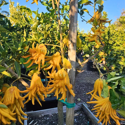 Nasiona Cytronu „Ręka Buddy” (Citrus medica var. sarcodactylis)