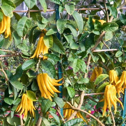 Nasiona Cytronu „Ręka Buddy” (Citrus medica var. sarcodactylis)