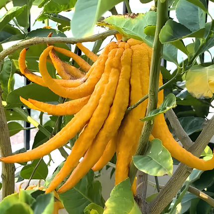 Nasiona Cytronu „Ręka Buddy” (Citrus medica var. sarcodactylis)