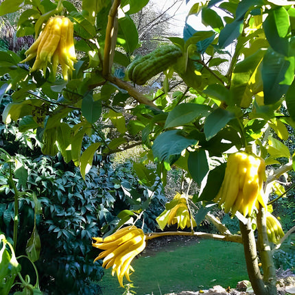 Nasiona Cytronu „Ręka Buddy” (Citrus medica var. sarcodactylis)