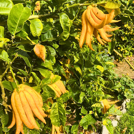 Nasiona Cytronu „Ręka Buddy” (Citrus medica var. sarcodactylis)