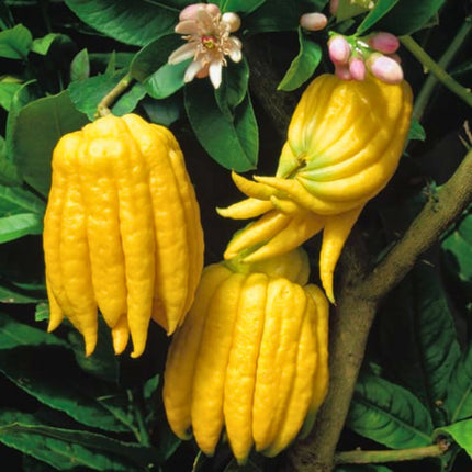 Nasiona Cytronu „Ręka Buddy” (Citrus medica var. sarcodactylis)
