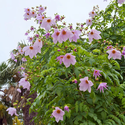 Nasiona Dalii Olbrzymiej (Dahlia imperialis)