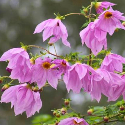 Nasiona Dalii Olbrzymiej (Dahlia imperialis)