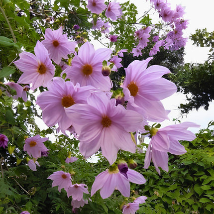 Nasiona Dalii Olbrzymiej (Dahlia imperialis)