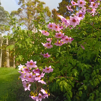 Nasiona Dalii Olbrzymiej (Dahlia imperialis)
