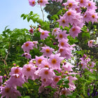 Nasiona Dalii Olbrzymiej (Dahlia imperialis)