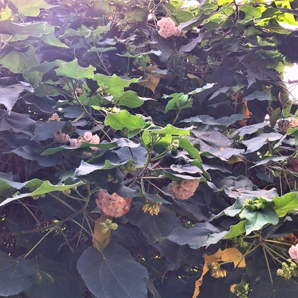 Nasiona Dombei Cymosa (Dombeya cymosa)