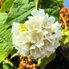 Nasiona Dombei Cymosa (Dombeya cymosa)