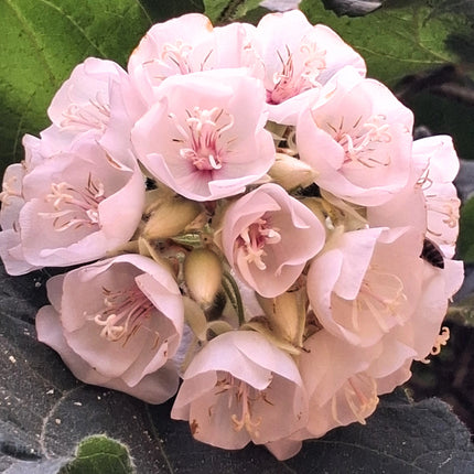 Nasiona Dombei Cymosa (Dombeya cymosa)