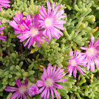 Nasiona Drosantemum Szczeciniastego (Drosanthemum hispidum)