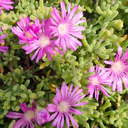Nasiona Drosantemum Szczeciniastego (Drosanthemum hispidum)