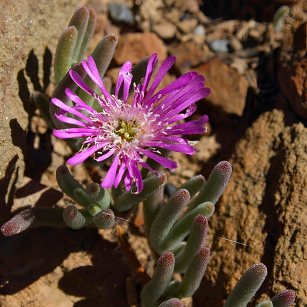 Nasiona Drosantemum Szczeciniastego (Drosanthemum hispidum)