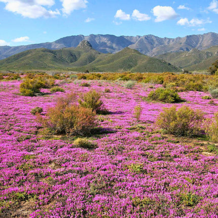 Nasiona Drosantemum Szczeciniastego (Drosanthemum hispidum)