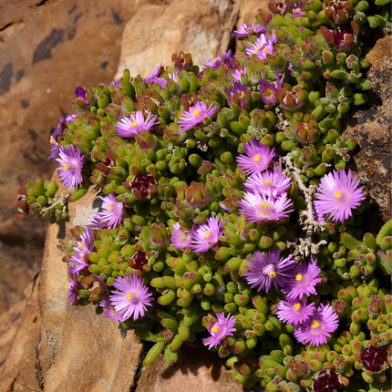 Nasiona Drosantemum Szczeciniastego (Drosanthemum hispidum)