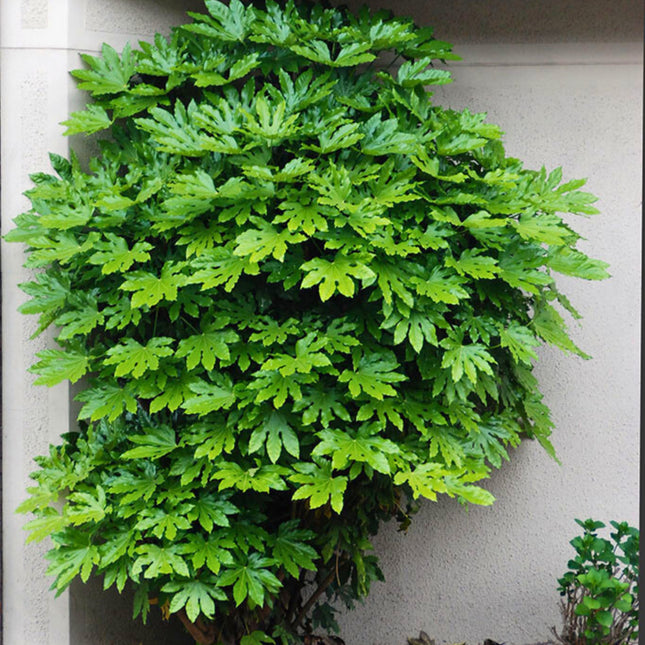 Nasiona Aralii Japońskiej - Fatsia Japonica
