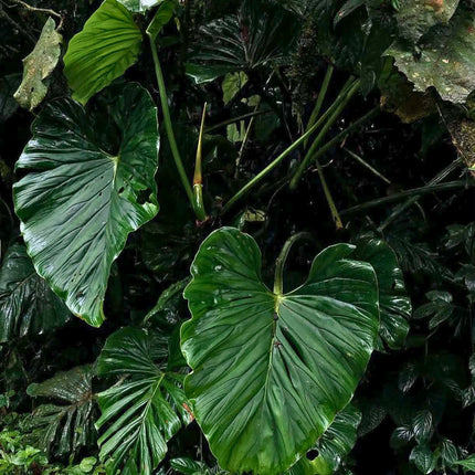 Nasiona Filodendrona Findens (Philodendron findens)