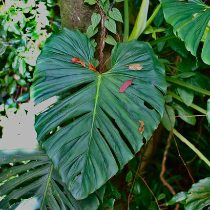 Nasiona Filodendrona Findens (Philodendron findens)