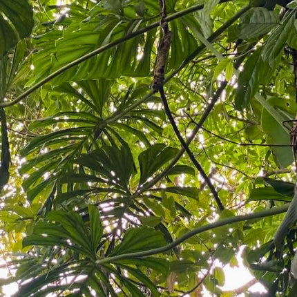 Nasiona Filodendrona Findens (Philodendron findens)