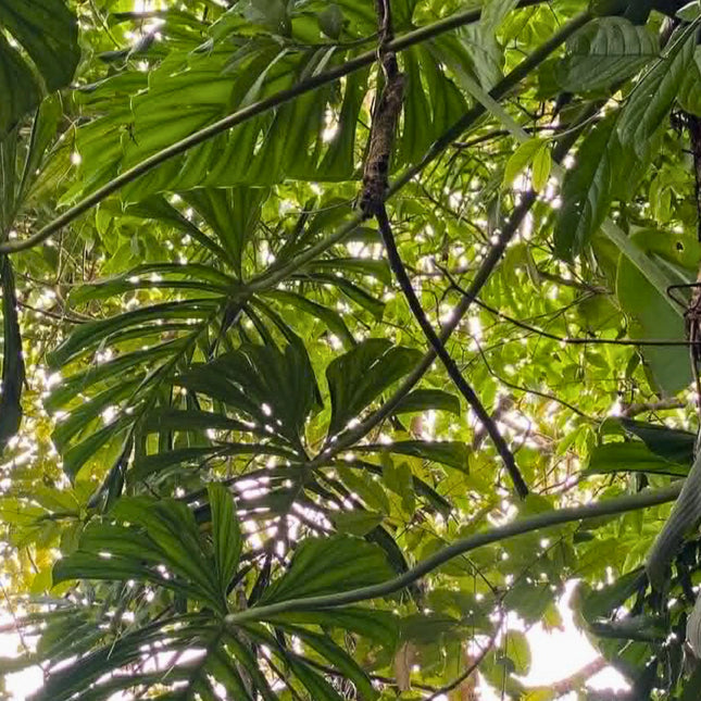 Nasiona Filodendrona Findens (Philodendron findens)