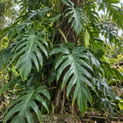 Nasiona Filodendrona Findens (Philodendron findens)