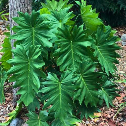 Nasiona Filodendrona Lacerum (Philodendron lacerum)