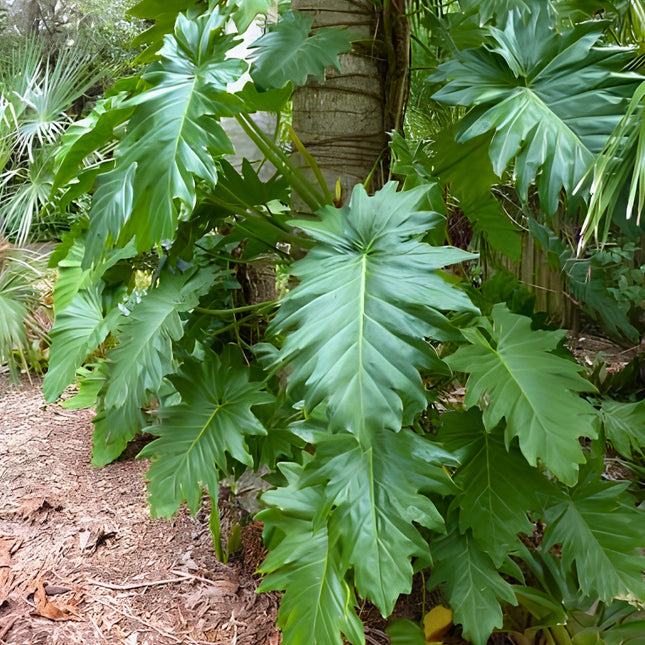 Nasiona Filodendrona Lacerum (Philodendron lacerum)