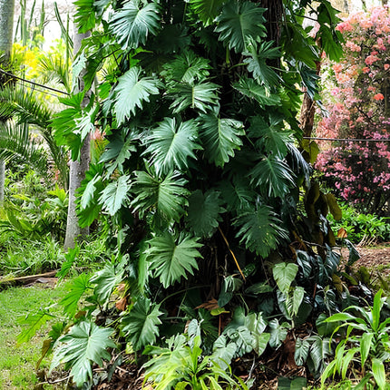 Nasiona Filodendrona Lacerum (Philodendron lacerum)
