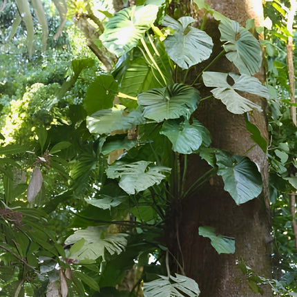 Nasiona Filodendrona Pterotum (Philodendron pterotum)