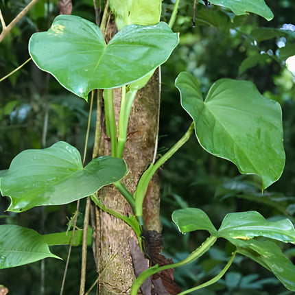 Nasiona Filodendrona Pterotum (Philodendron pterotum)