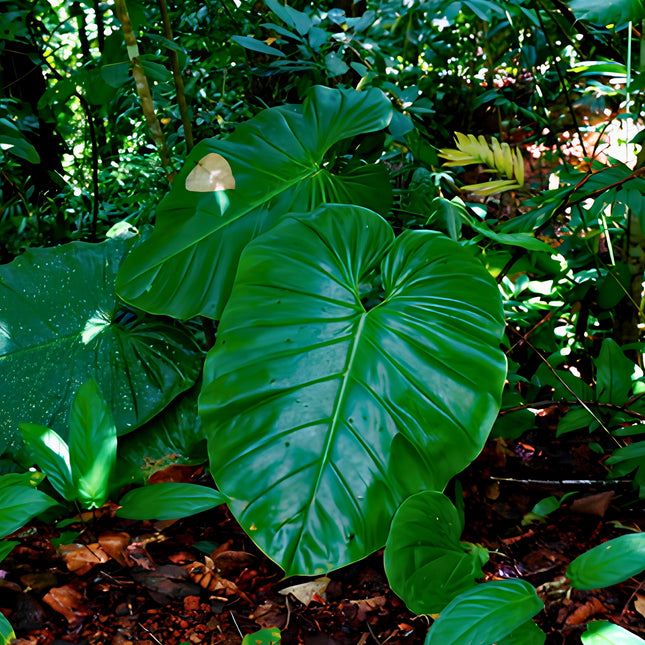 Nasiona Filodendrona Pterotum (Philodendron pterotum)