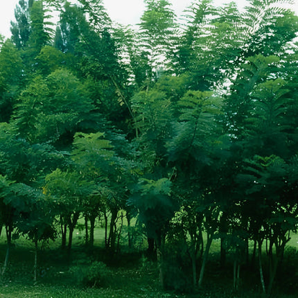 Nasiona Glicirydii Meksykańskiej (Gliricidia sepium)