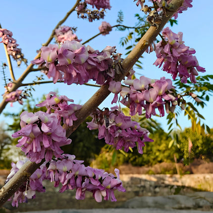 Nasiona Glicirydii Meksykańskiej (Gliricidia sepium)