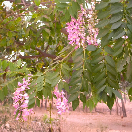 Nasiona Glicirydii Meksykańskiej (Gliricidia sepium)