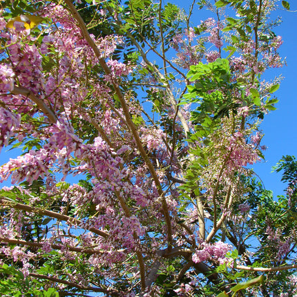 Nasiona Glicirydii Meksykańskiej (Gliricidia sepium)