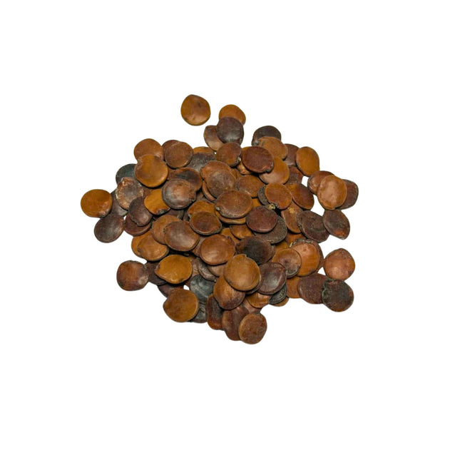 Nasiona Glicirydii Meksykańskiej (Gliricidia sepium)
