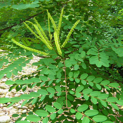 Nasiona Gruczołkowca Pawiego (Adenanthera pavonina)