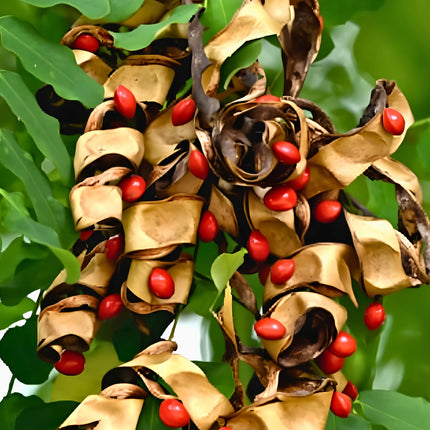Nasiona Gruczołkowca Pawiego (Adenanthera pavonina)