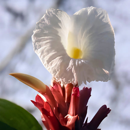 Nasiona Hellenia Lacera (Hellenia lacera)