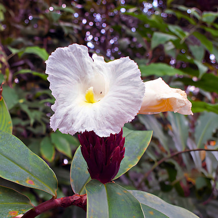 Nasiona Hellenia Lacera (Hellenia lacera)