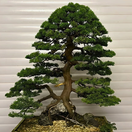 Nasiona Jałowca Chińskiego (Juniperus chinensis)