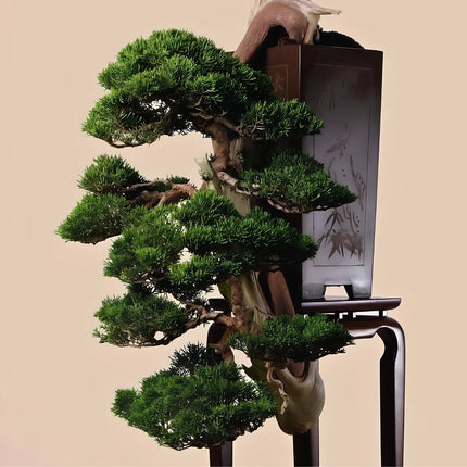 Nasiona Jałowca Chińskiego (Juniperus chinensis)