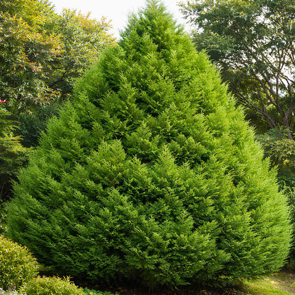 Nasiona Jałowca Chińskiego (Juniperus chinensis)