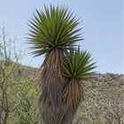 Nasiona Juki Valida (Yucca valida)