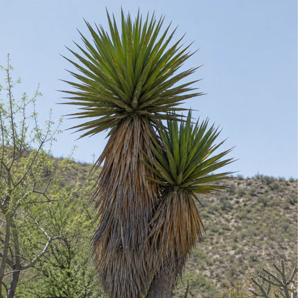 Nasiona Juki Valida (Yucca valida)